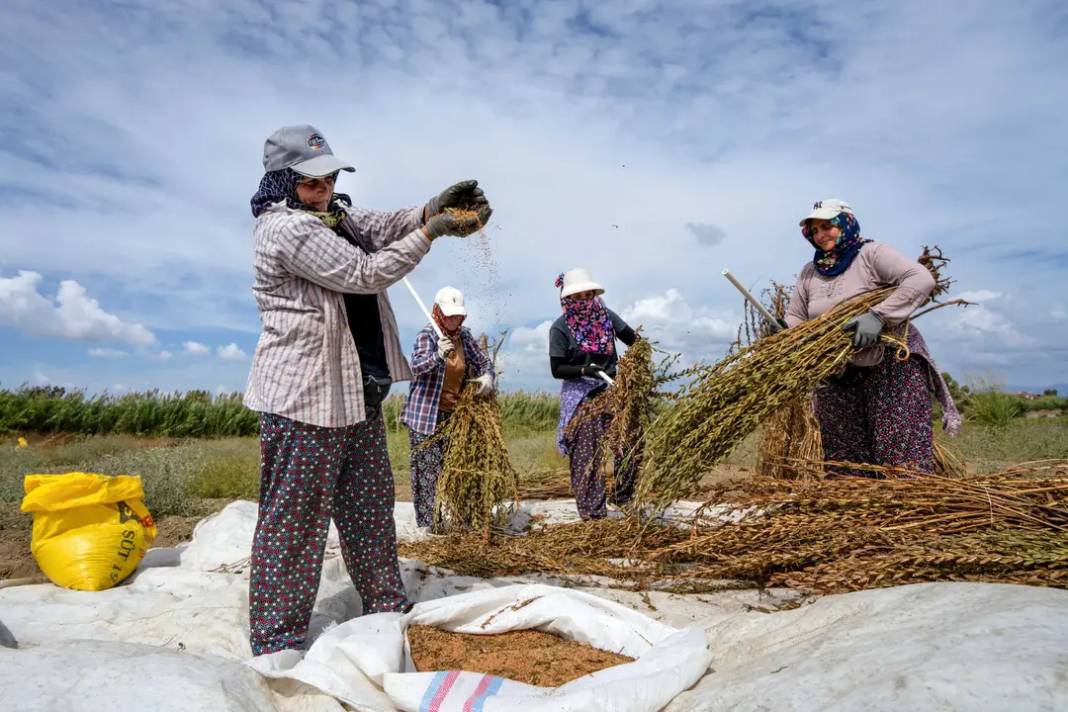 Manavgat Altın Susamının İzinde 3